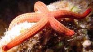 Starfish of Saipan w/ digital by Martin Dalsaso 